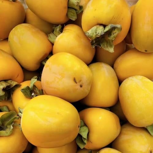 90 pcs kaki baum samen obstbäume kaufen zimmerpflanze kakibaum,Diospyros kaki, obstbäume deko pflanzen bio saatgut bonsai tree ökologische geschenke zwergobstbäume nachhaltige geschenke