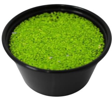 PlantasAcuario Planta acuática LEMNA MINOR (LENTEJA DE AGUA), planta de acuario viva y natural para acuarios plantados en tarrina, Planta Flotante