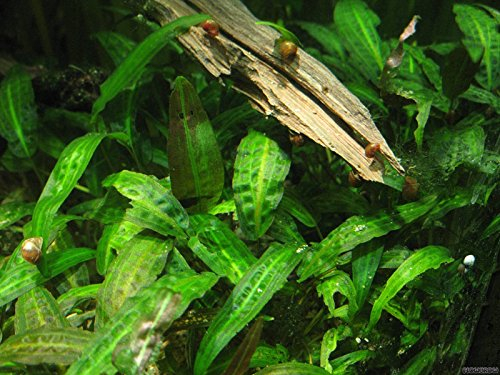 Geflammt braunblättriger Wasserkelch/Cryptocoryne Affinis - Aquarium-Pflanze, 1 Bund