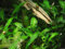 Geflammt braunblättriger Wasserkelch/Cryptocoryne Affinis - Aquarium-Pflanze, 1 Bund