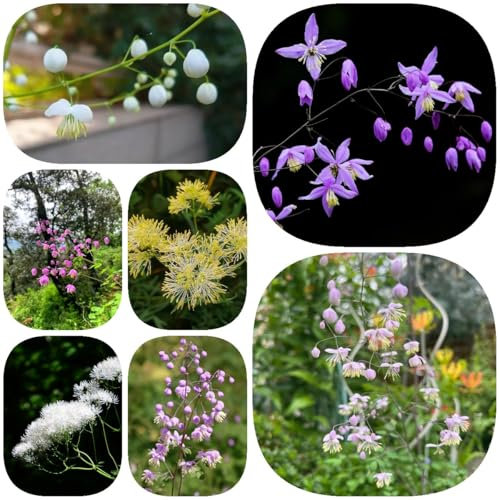 300 pcs Thalictrum delavayi Samen, pflanzen garten dachbegrünung bienen wiese heilkräuter samen, garten geschenk, blumensamen balkon kräuter samen mehrjährig, hochbeet samen, blumen