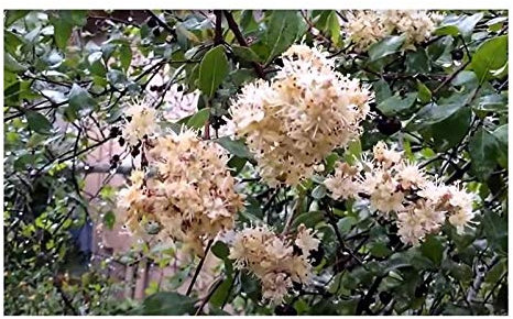 Stk - 10x Lawsonia inermis Hennastrauch Garten Pflanzen - Samen ID121 - Seeds & Plants Shop by Ipsa