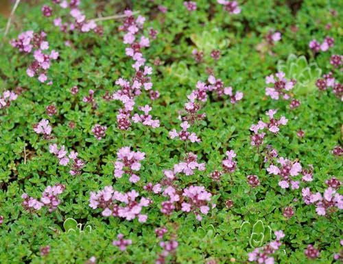 Frühblühender Thymian – Thymus praecox – Blütenduft & Bienenzauber – Teppich-Thymian – Lichtkeimer – 2000 Samen