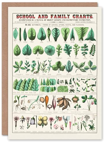 Artery8 Willson and Calkins Art Card Chart No XIX Vintage Botanical