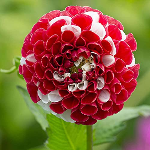 FStening 2 Stück Dahlien Zwiebeln Für Garten Blumenbeet Pflanzen Mehrjährige Dahlien Knollen Sommerblühend Duftende Rote Blumen Im Freien Charmante Landschaftsdekoration