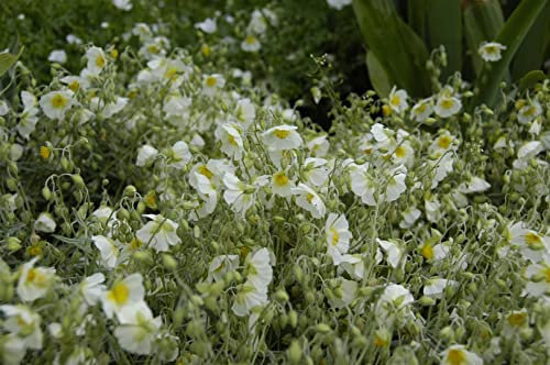 Helianthemum x cult. 'Snow Queen' 9x9 cm Topf – Winterhart, Immergrün, Pflegeleicht – Sonnenröschen – Bodendecker für Steingarten & Beet
