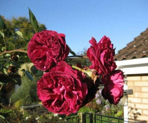 5 BURGUNDY CLIM ROSE Red Rosa Bush Vine Climber Fragrant Flower Seeds