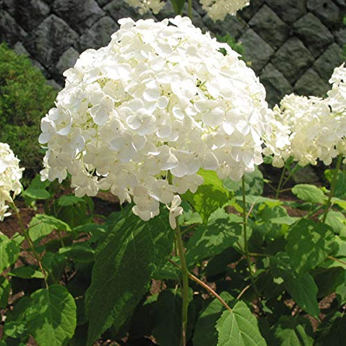 3 x Hydrangea 'Annabelle'- Hortensia de Virginie 'Annabelle' 25-30 cm en conteneur