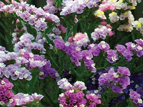 STATICE COLORI PASTELLO NR.100 SEMI
