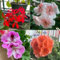 200 pcs geranien pflanzen（geranien samen） samen blumen garten deko blumenwiese blumensamen balkon blumensamen winterharte pflanzen für garten wildblumensamen mehrjährig winterhart