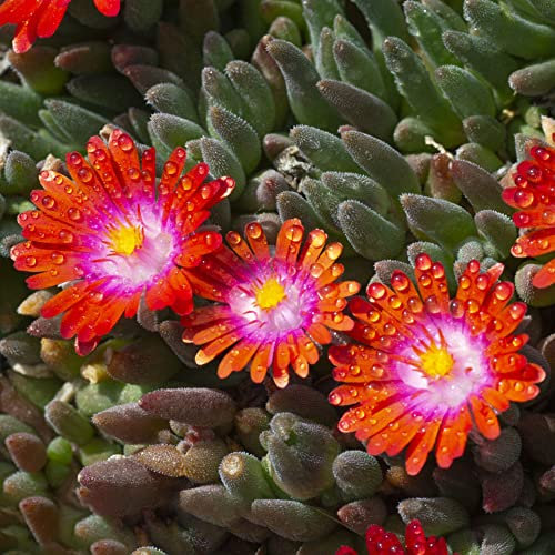 Delosperma Cooperi,Blumensamen Garten Schnittblumen Zimmerpflanzen Samen Delosperma Bodendecker Winterhart MehrjäHrig FrüHlingsblumen-300stüCk(Rot)