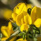 Portal Cool Retama De Olor, Spartium junceum 60 Semillas Seeds, ginestra Graines Samen