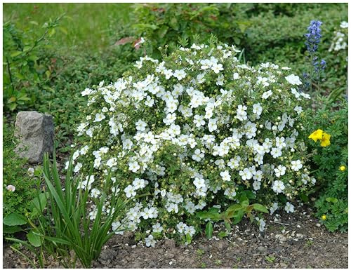 Stauden Gänge 1 x Potentilla fruticosa 'Abbotswood' Weißer Fingerstrauch | Weiße Heckenpflanze für Sonne bis Halbschatten, Blüte Mai bis Oktober, mehrjährig, schnittverträglich, 9x9 cm Topf