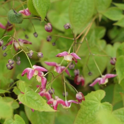 50 pcs Elfenblume Pflanze Samen - bodendecker pflanzen winterhart Epimedium Alpinum - bodendecker winterhart mehrjährig gartenblumen blumensamen mehrjährig winterhart, gartenblumen