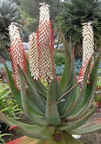 Aamish Aloe Ferox weiße Pflanzensamen