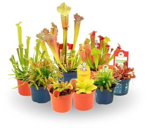 PACK 5 PLANTAS CARNÍVORAS NATURALES | DIFERENTES VARIEDADES | PARA COLECCIONAR | PERFECTO PARA REGALAR