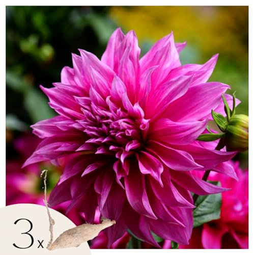Plant in a Box - Dahlien - 3er Set - Dahlia 'Café au lait Rosé' - Dahlienknollen pflanzen - Sommerblüher - Rosa Blüten - Ideal für Garten und Beete