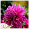 Plant in a Box - Dahlien - 3er Set - Dahlia 'Café au lait Rosé' - Dahlienknollen pflanzen - Sommerblüher - Rosa Blüten - Ideal für Garten und Beete