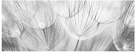 Bilderwelten Top Blumen Glasbilder Wandbild Kunstdruck 40 x 100 cm Pusteblume schwarz weiß