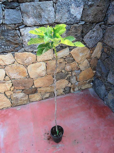 Pianta di fichi Albero fico lungo del Portogallo - Imballaggio speciale protettivo
