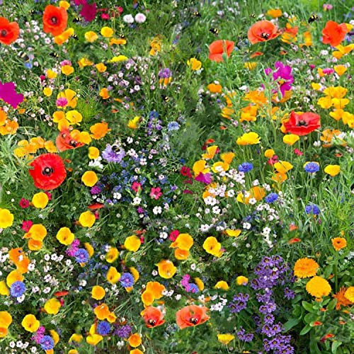 500g UK Wild Flower Seed Plants Attracts Bees & Butterfly No Grass Pure Mix Annual Meadow