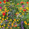 Wilde Blumen Samenpflanzen locken Bienen & Schmetterlinge an Kein Gras Reine Wildblumensamen Echtes UK Samenmix Einjährige Blumenwiese 500 g 100% Rein ohne Gras