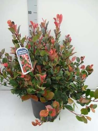 Photinia fras. 'Little Red Robin' - Glanzmispel Little Red Robin 40-50 cm - Container