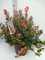 Photinia fras. 'Little Red Robin' - Glanzmispel Little Red Robin 40-50 cm - Container