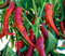25 Semi di Peperone Dolce Molto Lungo Landes - orto- semi contadini riproducibili - SemiWild