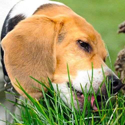 Hierba para perro mezclada - PARA PERROS (SEMENTE)