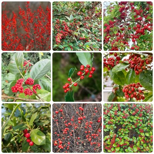 200 pcs stechpalme baum samen bienenweide saatgut pflanztopf bäume garten winterhart nachhaltige geschenke für frauen blumenwiese samen bäume winterharte stauden mehrjährig wildblumensamen