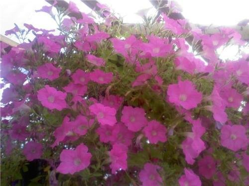 50 pelletierte Supercascade-Rosa-Petuniensamen
