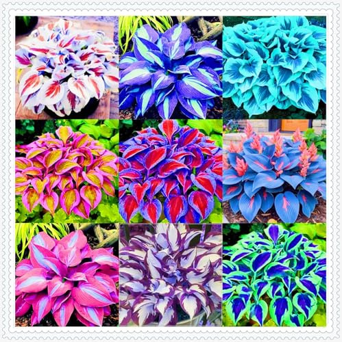 Winterhart AußEnbereich, Mix in Farben, Verschiedenen Farben, Super Kollektion, Sehr Exklusiv, Mehrfarbig Ertragreicherg. Balkon Garten hosta, 10Hosta -J