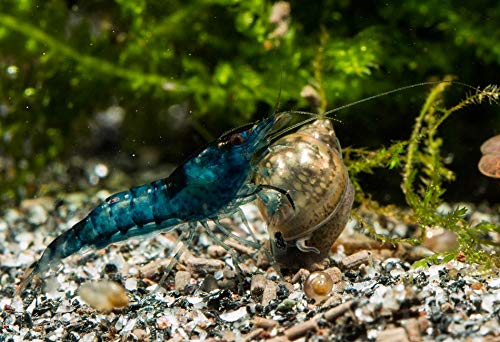 Blue Velvet Garnelen (DNZ), 10 Stück