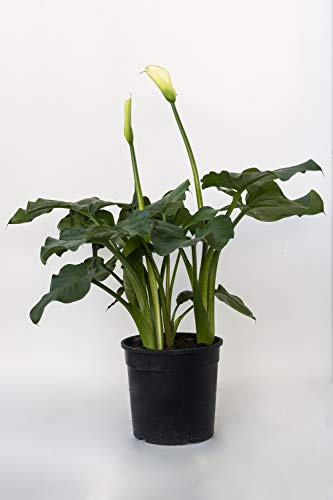 Plantì Calla in Vaso Zantedeschia Aethiopica - Pianta Fiorita da Interno, Calla Bianca Ornamentale - Pianta in Vaso Diametro 18 cm