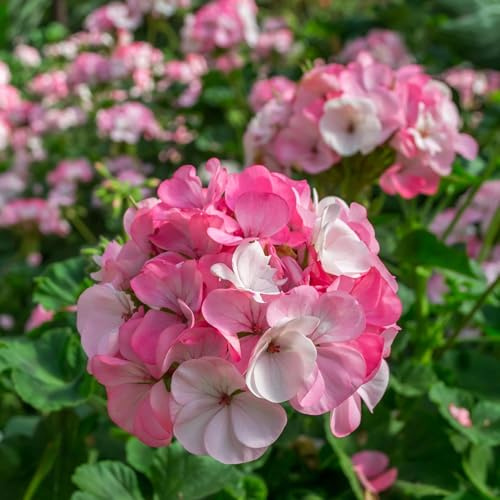 Pinto Premium Series Geranium White and Rose 50 Seeds Pelargonium x Hortorum | 12-18 Upright Plants, 4-5 Blooms | Annual or Perennial | Heat & Drought Tolerant | Non-GMO