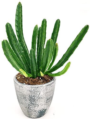 POWERS TO FLOWERS - STAPELIA IN VASO CERAMICA RUSTICO, VASO 12CM DIAMETRO, pianta vera