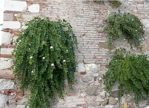 Planta alcaparra preciosa Terre di Romagna maceta 14 cm Made in Italy
