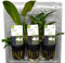 Anubias Lot de plantes en pot, bonsaï, Hastifolia & Gracilis | Anubias Plantes aquatiques pour aquarium