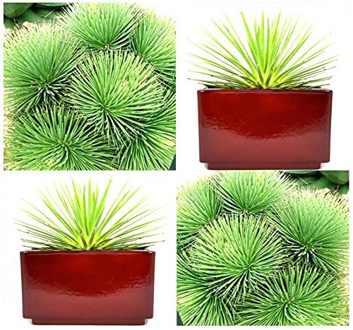 Aachondra New Fresh 20pcs Green Agave stricta Semi di piante