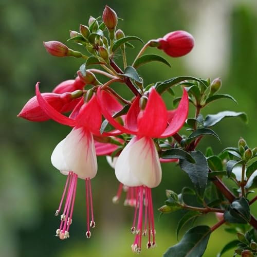 Plant Theory Snowcap Fuchsia Fuchsia Shrub Plant 2L Pot