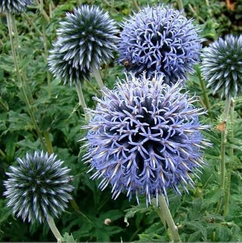 6 x Kugeldistel Veitch's Blue - Echinops Ritro 'Veitch's Blue' Topf 9x9cm: Leuchtend blaue Blüten, winterhart, ideal für Schnittblumen.