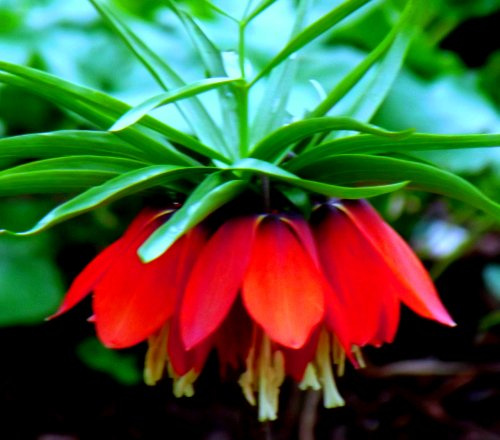 Fritillariazwiebel : Kaiserkrone Fritillaria imperialis rubra 3 Blumenzwiebeln 18/20