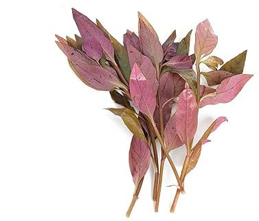 Lincolnshire Pond Plants Ltd Alternanthera lilacina - Tropical Aquarium Plants - Oxygenating Plant Aquarium, Fish Tank, Live Plants for aquascaping, Tropical Aquatic Plants.