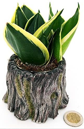POWERS TO FLOWERS - SANSEVERIA BLACK JADE MINI IDEALE PER TERRARIUM, IN VASO CERAMICA TRONCO D'ALBERO, pianta vera
