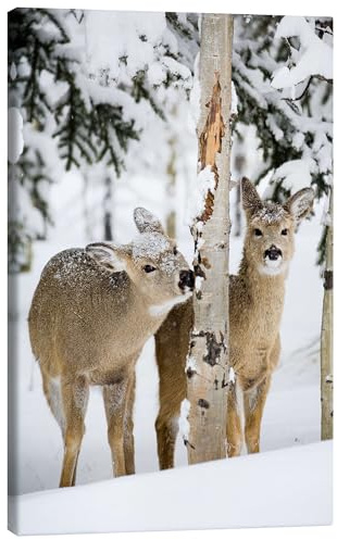 Posterlounge Rehe im Winterwald Leinwandbild