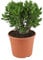 Plant in a Box - Crassula ovata 'Minor' XL - Zimmerpflanze - Sukkulente - ⌀ 30 cm - Höhe 60-65 cm