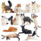 EYSCOTA Cat Figurines Playset Age 3+, 12PCS Cute Miniature Cat Figurine Toys, Cake Toppers for Toddlers