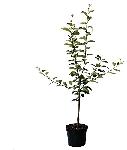 Apfelbaum Elstar zweijähriger kräftiger Obstbaum Buschbaum Apfel Malus 110-140 cm 10 Liter Topf M7