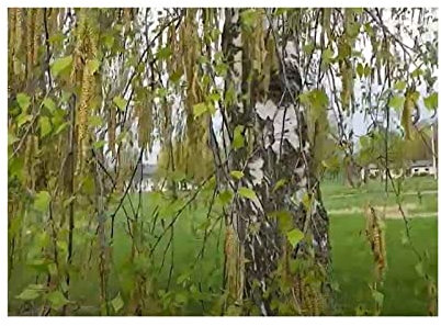 Stk - 10x Betula pendula subsp. pendula Sandbirke Garten Pflanzen - Samen ID1133 - Seeds & Plants Shop by Ipsa